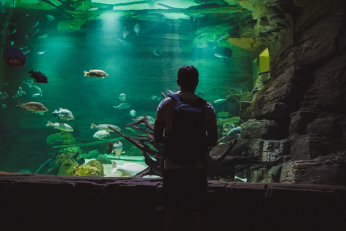 20230422-124258-cairnsaquarium-DSC06829