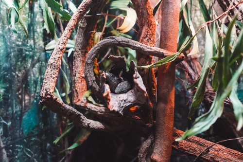 20230422-132952-cairnsaquarium-DSC06852