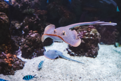 20230422-134834-cairnsaquarium-DSC06876