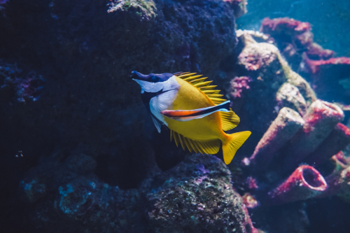 20230422-135245-cairnsaquarium-DSC06882