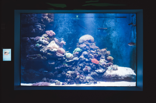 20230422-141957-cairnsaquarium-DSC06919