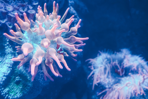 20230422-142704-cairnsaquarium-DSC06937