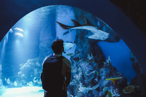 20230422-143035-cairnsaquarium-DSC06948