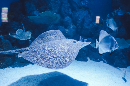 20230422-143352-cairnsaquarium-DSC06970