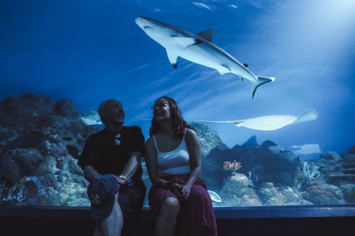 20230422-143939-cairnsaquarium-DSC07000