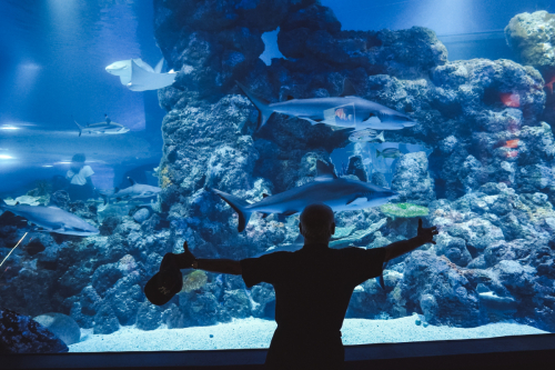 20230422-144507-cairnsaquarium-DSC07021