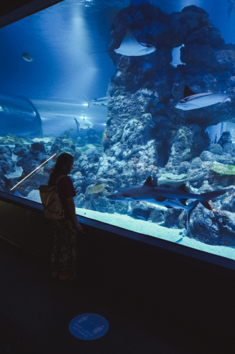 20230422-145046-cairnsaquarium-DSC07027