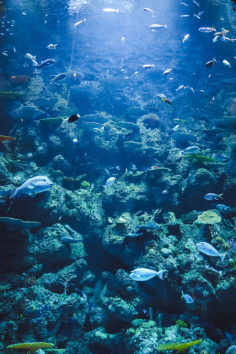 20230422-145737-cairnsaquarium-DSC07043