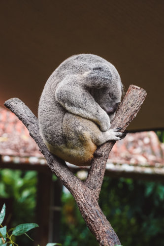 20230423-140544-kuranda-DSC07227