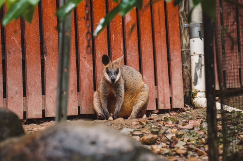20230423-141500-kuranda-DSC07242