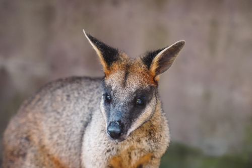 20230423-141537-kuranda-DSC07244