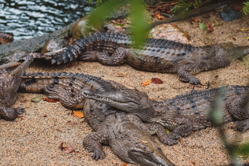 20230423-144619-kuranda-DSC07354