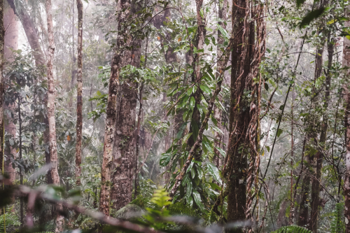 20230423-172733-kuranda-DSC07495