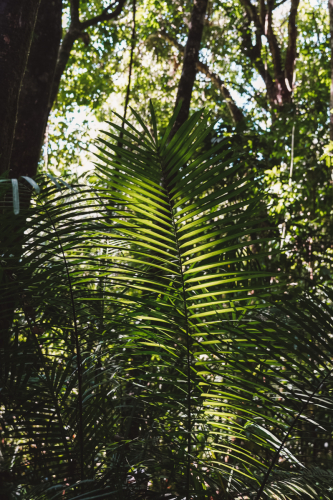 20230426-113942-daintreerainforest-DSC07684