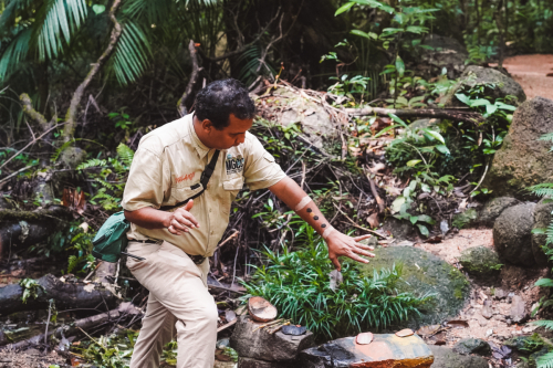 20230426-121256-daintreerainforest-DSC07700