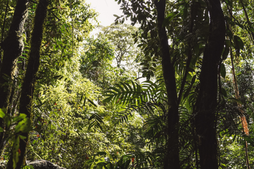 20230426-133553-daintreerainforest-DSC07739