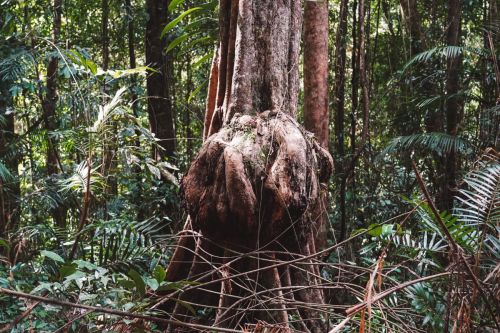 20230426-140037-daintreerainforest-DSC07757