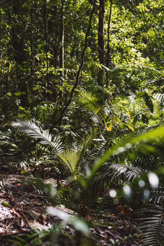 20230426-140731-daintreerainforest-DSC07770