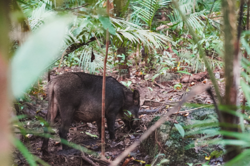 20230426-142325-daintreerainforest-DSC07813
