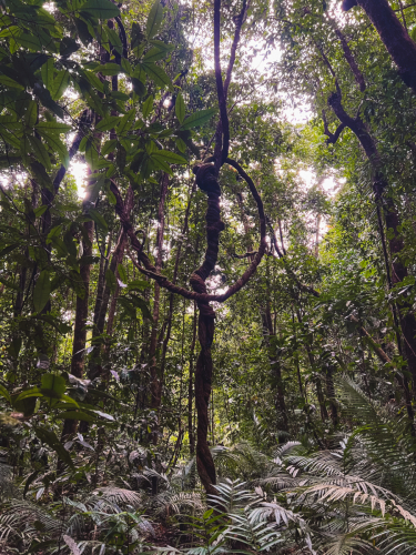 20230426-144052-daintreerainforest-IMG_2365