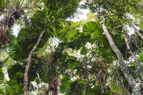 20230427-103113-daintreerainforest-DSC07847