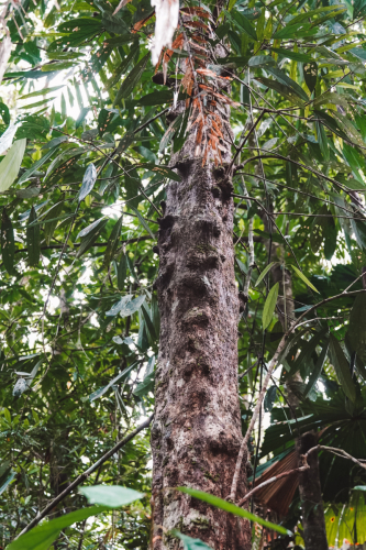 20230427-104300-daintreerainforest-DSC07852