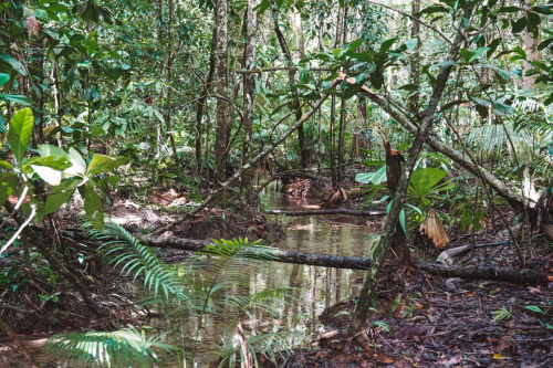 20230427-105237-daintreerainforest-DSC07864