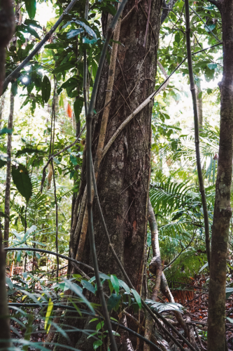 20230427-115615-daintreerainforest-DSC07887