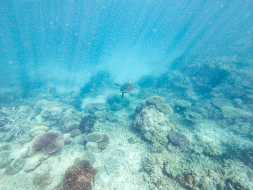 20230429-121435-greatbarrierreef-GOPR1719
