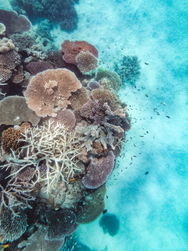 20230429-122212-greatbarrierreef-GOPR1724