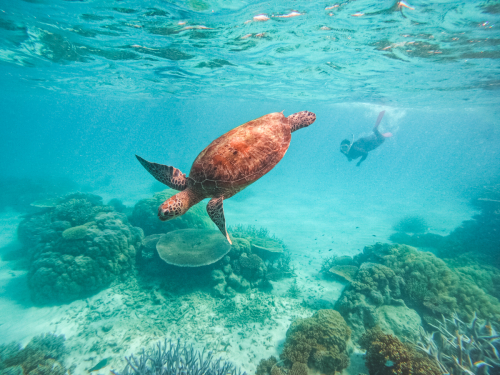 20230429-123416-greatbarrierreef-GOPR0015_2309x1732_5581737