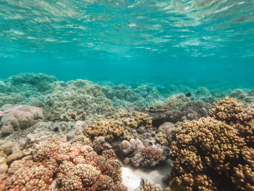 20230429-133440-greatbarrierreef-GOPR1744