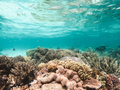 20230429-133557-greatbarrierreef-GOPR1747