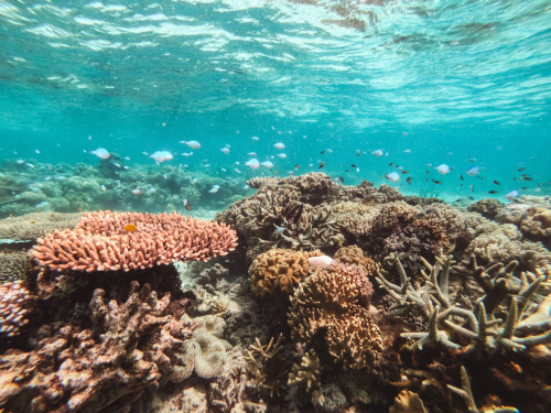 20230429-133606-greatbarrierreef-GOPR1749