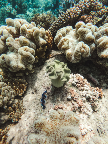 20230429-134547-greatbarrierreef-GOPR1777
