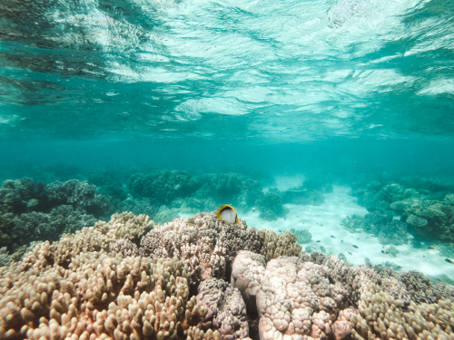 20230429-134653-greatbarrierreef-GOPR1782