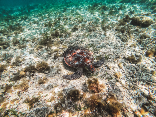 DCIM100GOPROGOPR2055.JPG