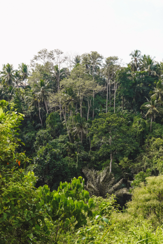 20230603-095843-ubud-DSC09039