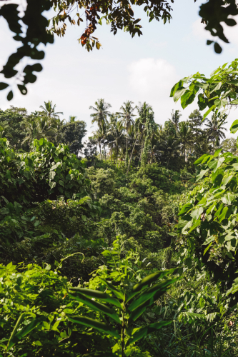 20230603-100430-ubud-DSC09041