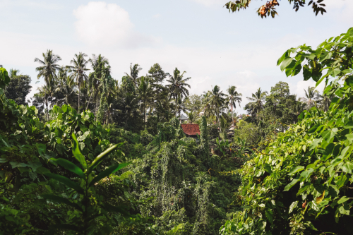 20230603-100442-ubud-DSC09043