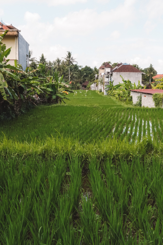 20230603-131224-ubud-DSC09071