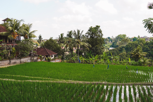 20230603-131310-ubud-DSC09075