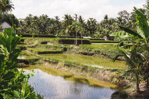 20230603-132044-ubud-DSC09106