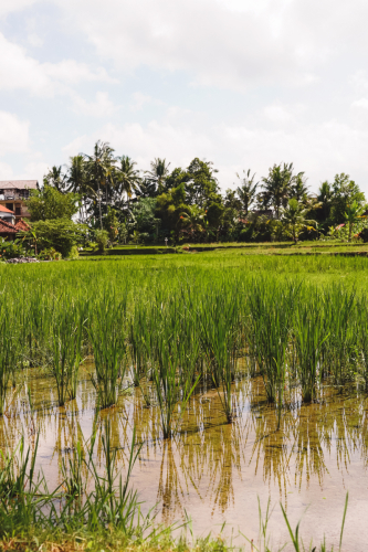 20230603-132320-ubud-DSC09110