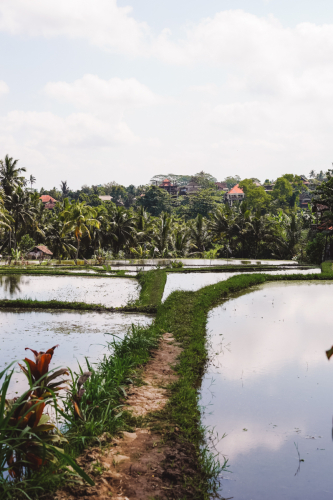 20230603-133056-ubud-DSC09125