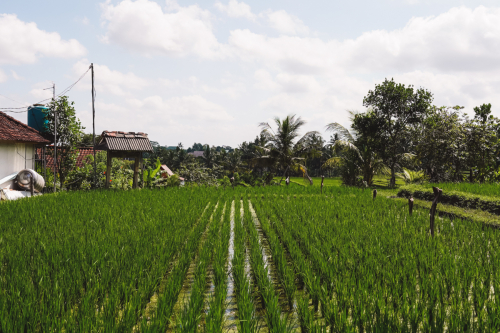 20230603-133522-ubud-DSC09131