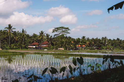 20230603-133735-ubud-DSC09135