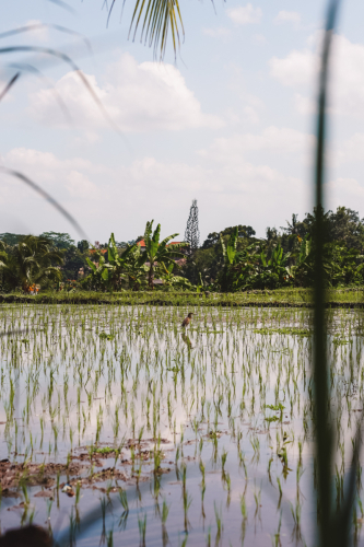 20230603-134131-ubud-DSC09137