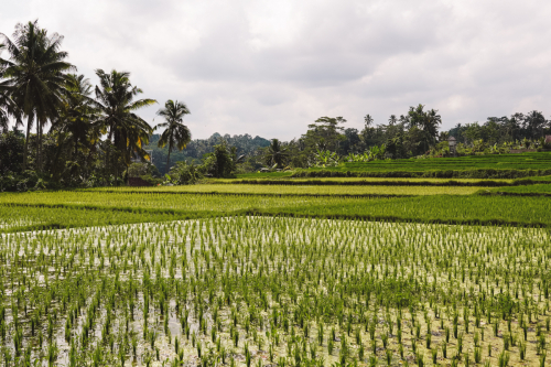 20230603-140128-ubud-DSC09142