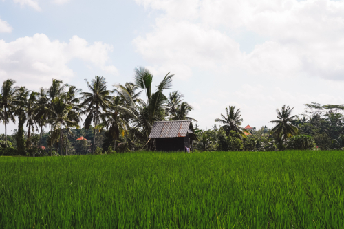 20230603-141708-ubud-DSC09148